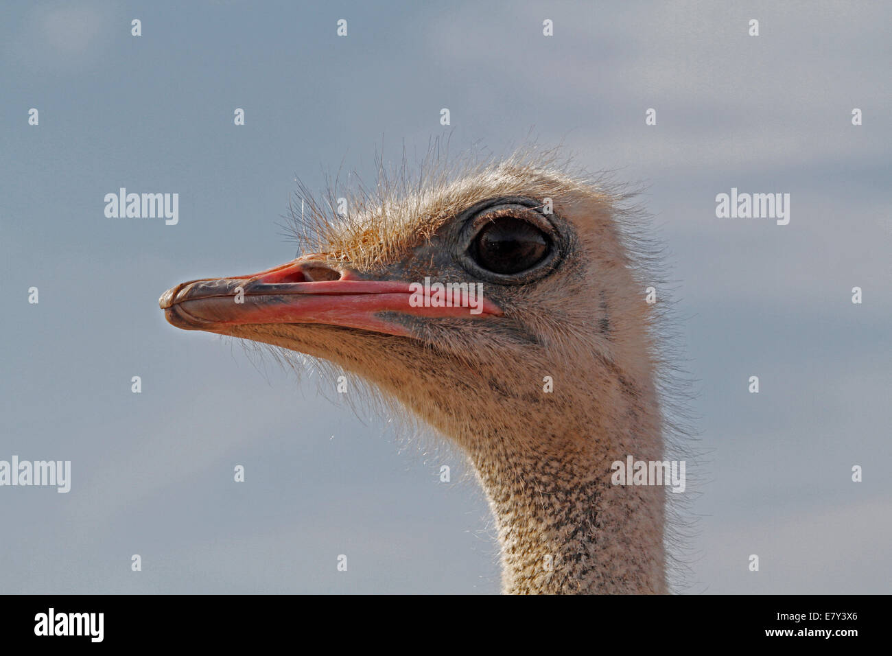 Ostrich visto in una fattoria nell'isola di Maiorca, SPAGNA Foto Stock