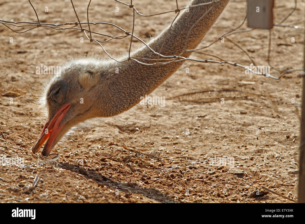 Ostrich visto in una fattoria nell'isola di Maiorca, SPAGNA Foto Stock