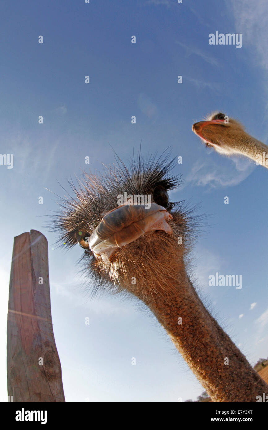 Ostrich visto in una fattoria nell'isola di Maiorca, SPAGNA Foto Stock