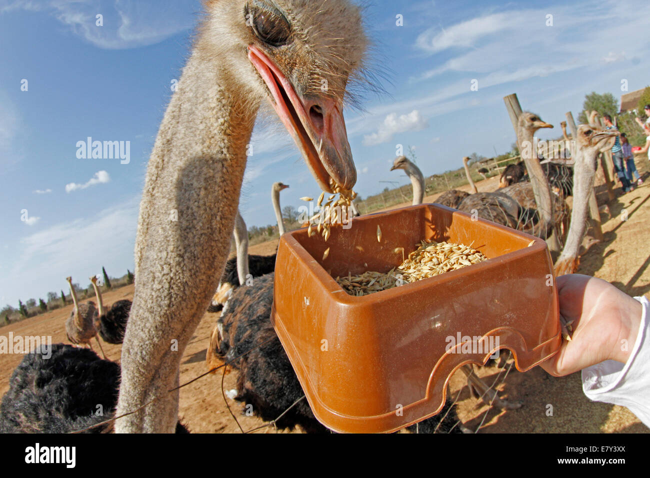 Ostrich visto in una fattoria nell'isola di Maiorca, SPAGNA Foto Stock