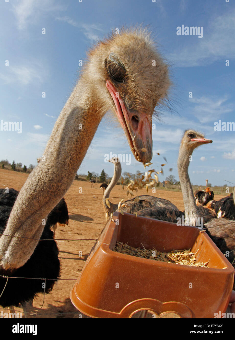 Ostrich visto in una fattoria nell'isola di Maiorca, SPAGNA Foto Stock