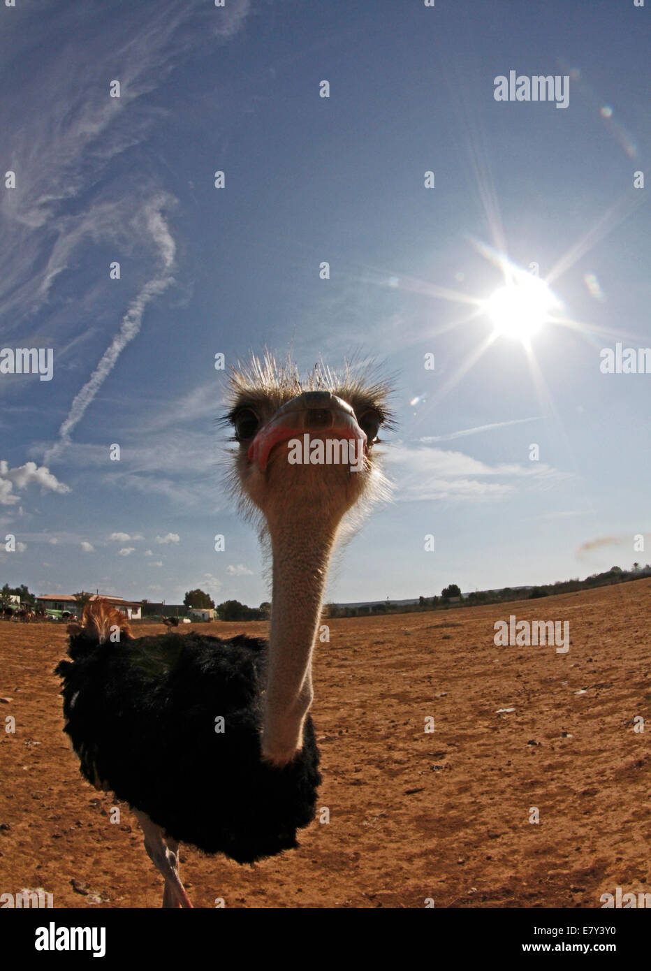 Ostrich visto in una fattoria nell'isola di Maiorca, SPAGNA Foto Stock