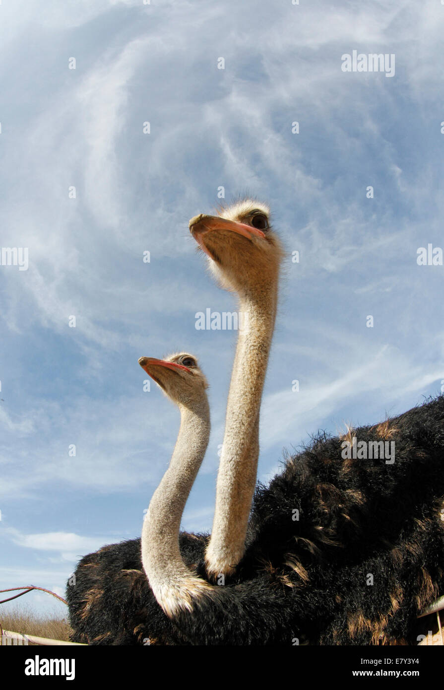 Ostrich visto in una fattoria nell'isola di Maiorca, SPAGNA Foto Stock