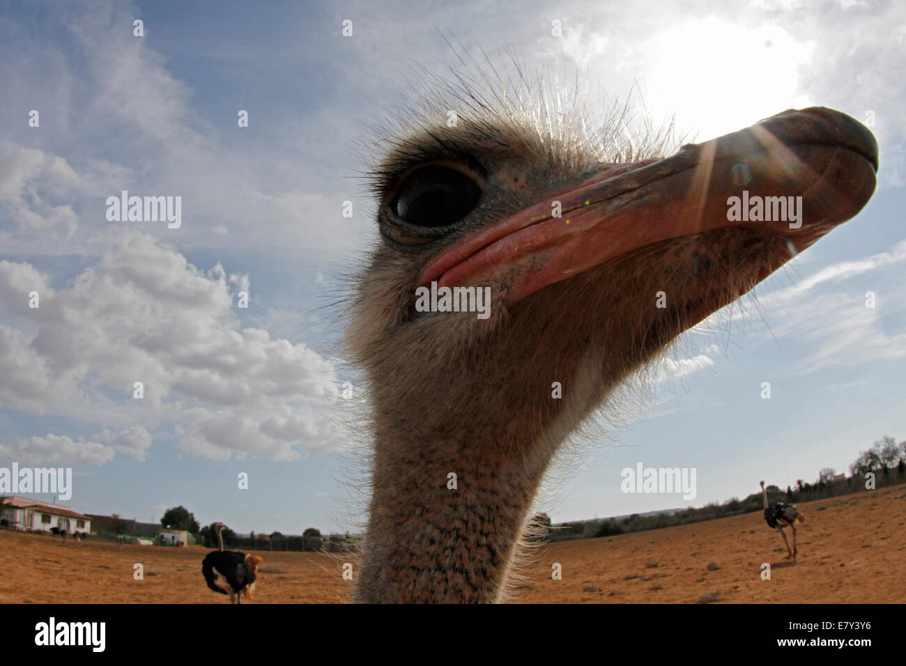 Ostrich visto in una fattoria nell'isola di Maiorca, SPAGNA Foto Stock