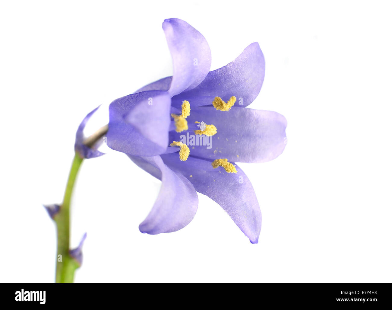 Singola piccola campana Blu fiore sul bastone verde isolato su sfondo bianco Foto Stock