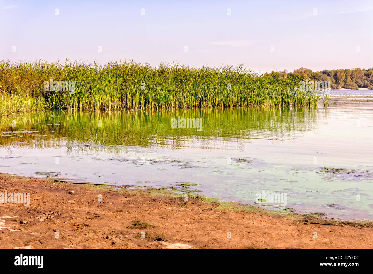 Ance verde vicino alla riva del fiume Foto Stock