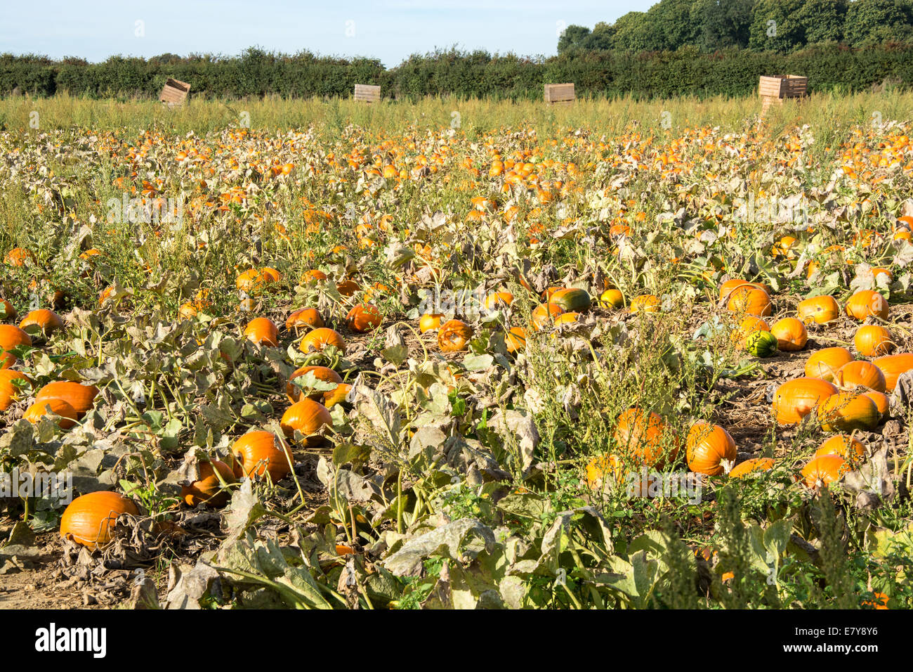 Campo della coltivazione di zucche Foto Stock