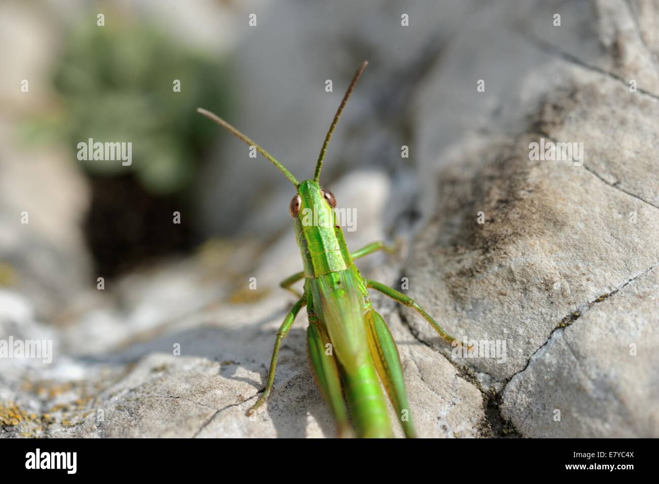 Prato Grasshopper vista superiore (Chorthippus parallelus). Foto Stock