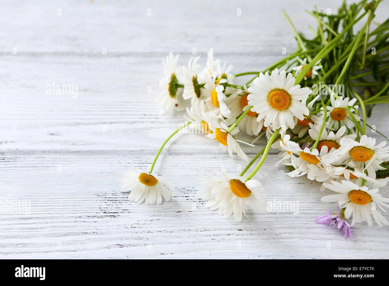 Mazzo di fiori di camomilla freschi, fiori di close-up Foto Stock
