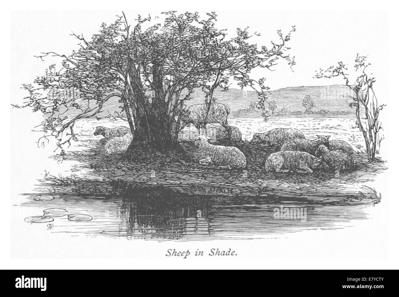 Un'illustrazione del 1875 che mostra le pecore riposate all'ombra, raffigurando la vita rurale e le scene pastorali comuni nelle società agricole del XIX secolo. Foto Stock