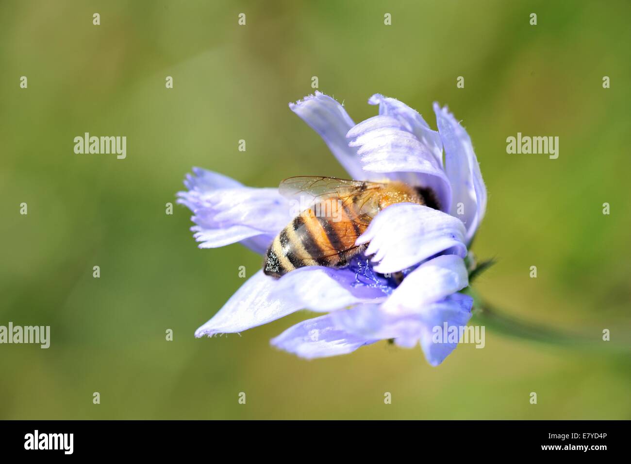 Il miele europeo bee all'interno di un fiore blu Foto Stock