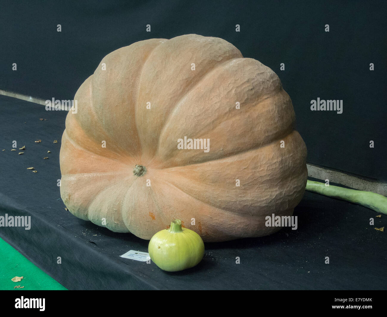 Malvern, Worcestershire, Regno Unito, 26 settembre 2014. La zucca gigante del peso di 457Kg essendo presentata da David Thomas a Malvern Autunno Mostra Il Malvern Autunno Mostra apre al pubblico domani (sabato). Credito: Ian Thwaites/Alamy Live News Foto Stock