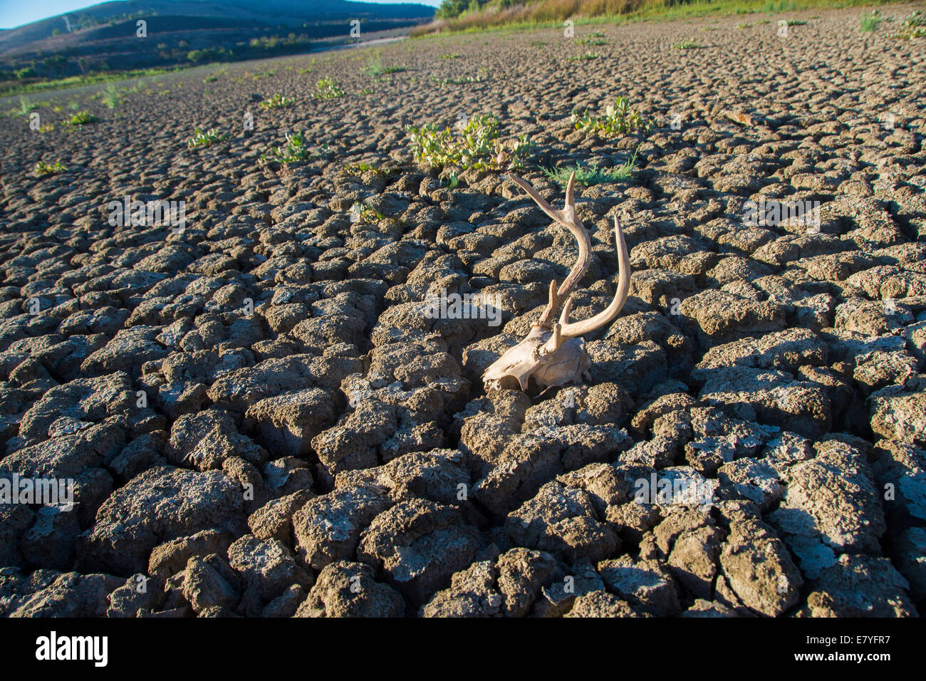 Asciutto terra arida dalla siccità in California Foto Stock