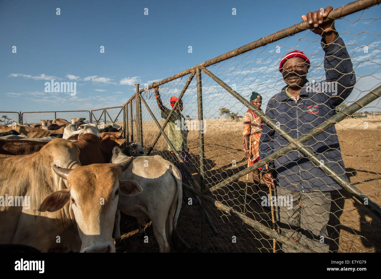 Sepengo Lendira orologi bestiame al Lewa Wildlife Conservancy che è parte di un "Il bestiame al mercato" business che si sposta più di o Foto Stock