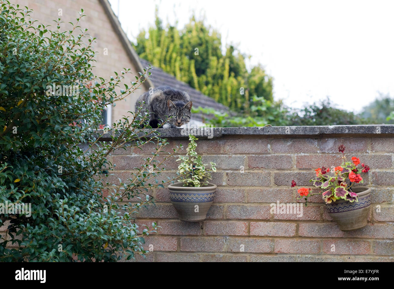 Tartaruga gatto seduto su un muro di mattoni guardando la telecamera Foto Stock