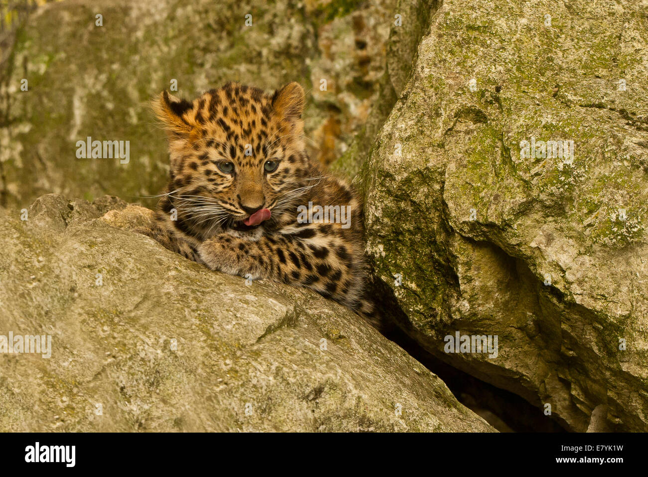Estremamente raro leopardo di Amur Cub (Panthera Pardus orientalis) recante su roccia Foto Stock