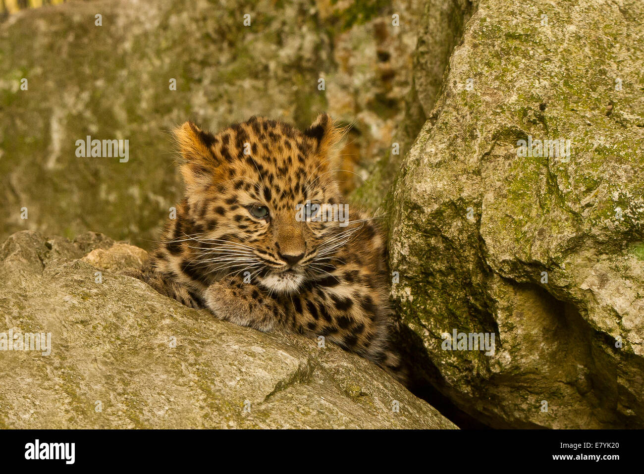 Estremamente raro leopardo di Amur Cub (Panthera Pardus orientalis) recante su roccia Foto Stock