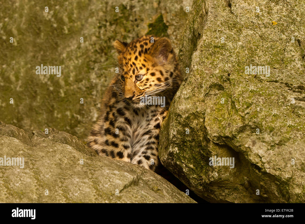 Estremamente raro leopardo di Amur Cub (Panthera Pardus orientalis) recante su roccia Foto Stock