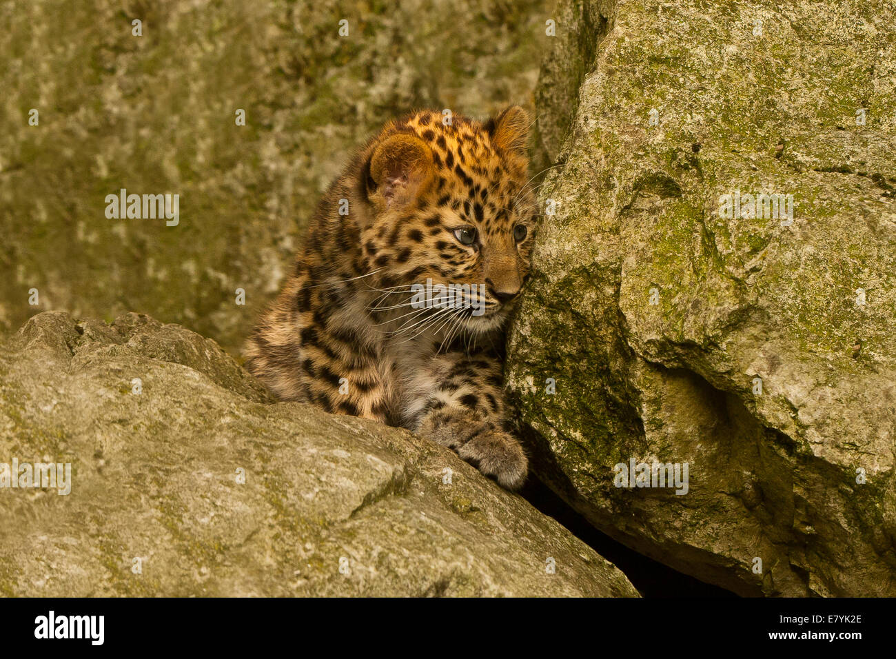 Estremamente raro leopardo di Amur Cub (Panthera Pardus orientalis) recante su roccia Foto Stock