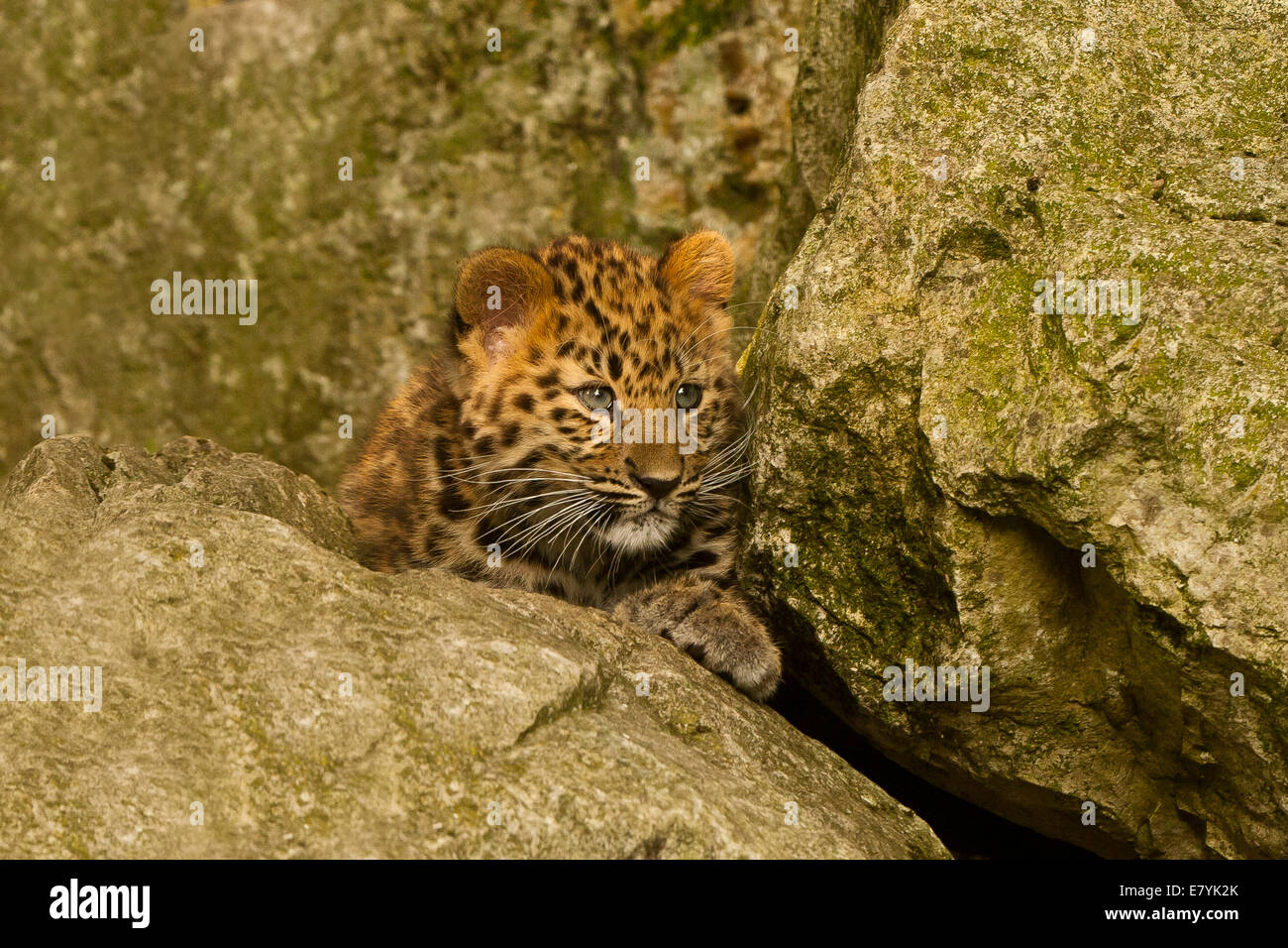 Estremamente raro leopardo di Amur Cub (Panthera Pardus orientalis) recante su roccia Foto Stock
