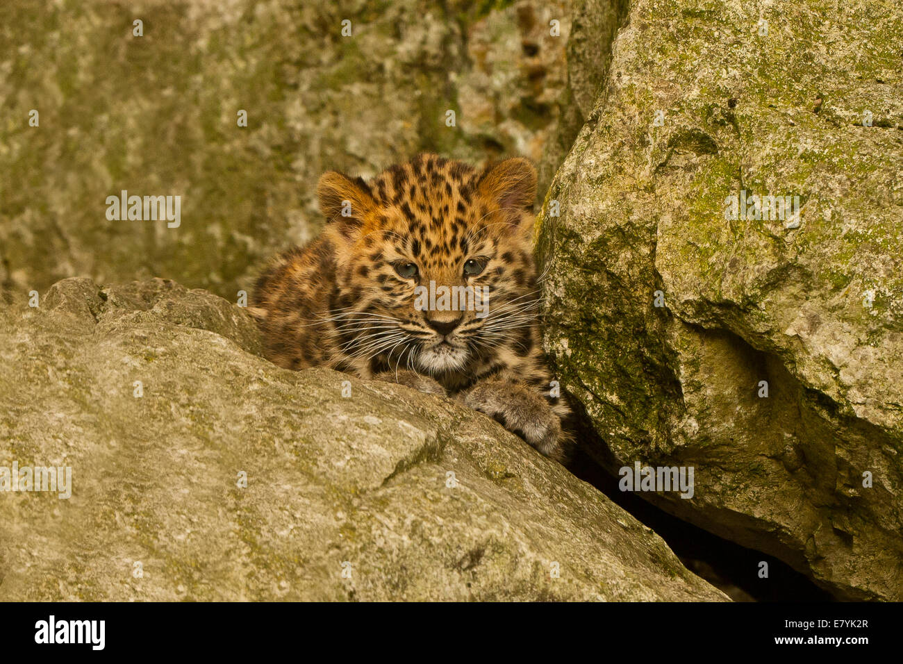 Estremamente raro leopardo di Amur Cub (Panthera Pardus orientalis) recante su roccia Foto Stock