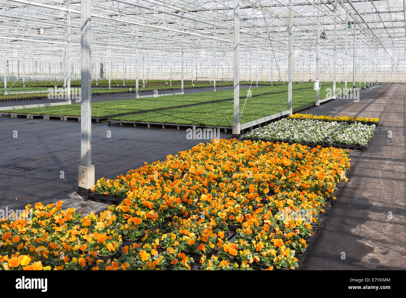 Coltivazione di violette colorate e altre piante da interni in una serra olandese Foto Stock