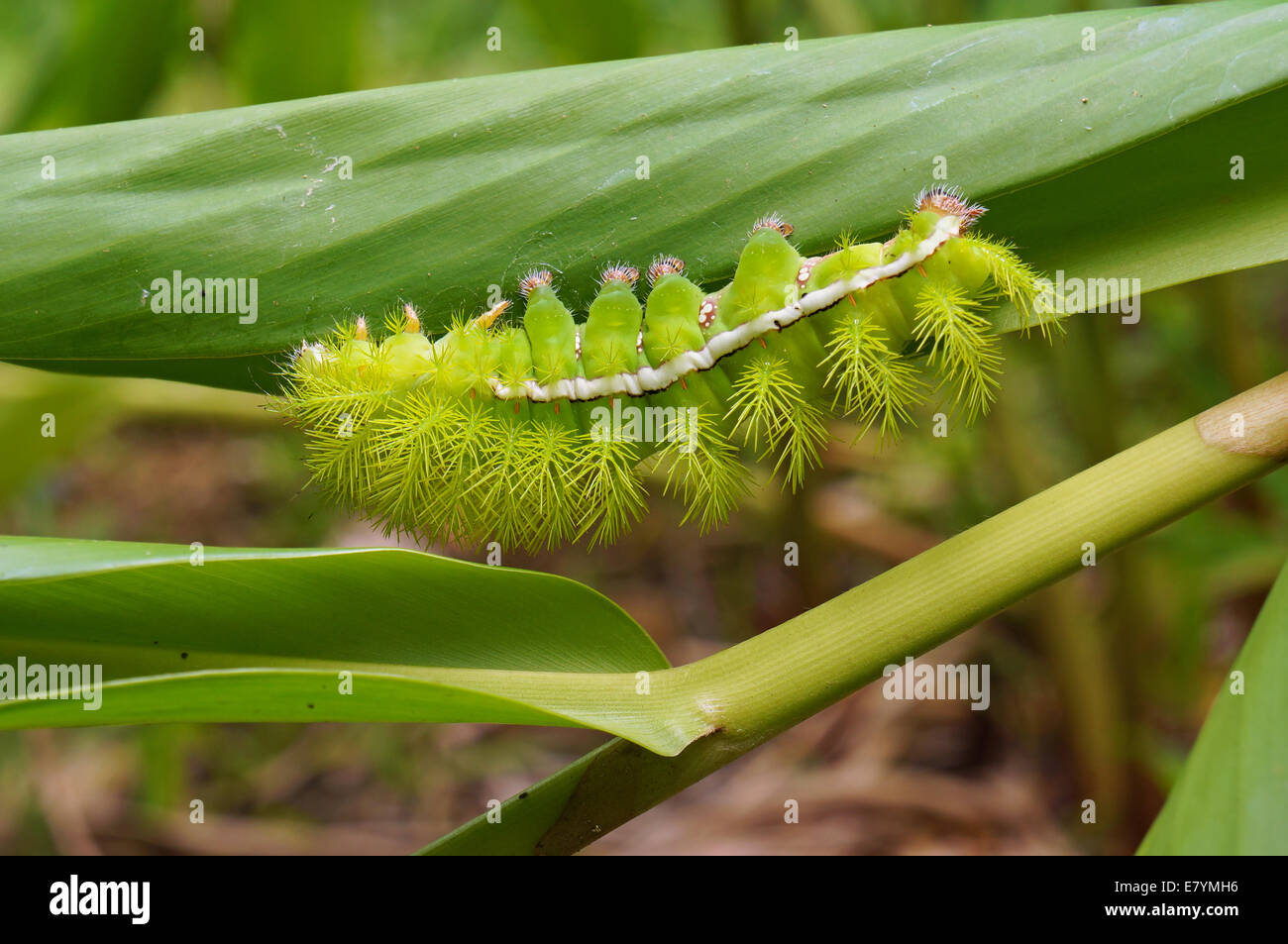 Io verde moth caterpillar su una foglia, Panama America Centrale Foto Stock