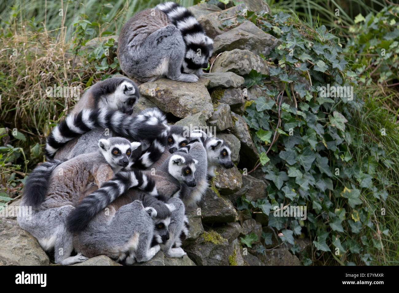 Lemuri raggomitolati insieme strepsirrhine primati endemici Foto Stock