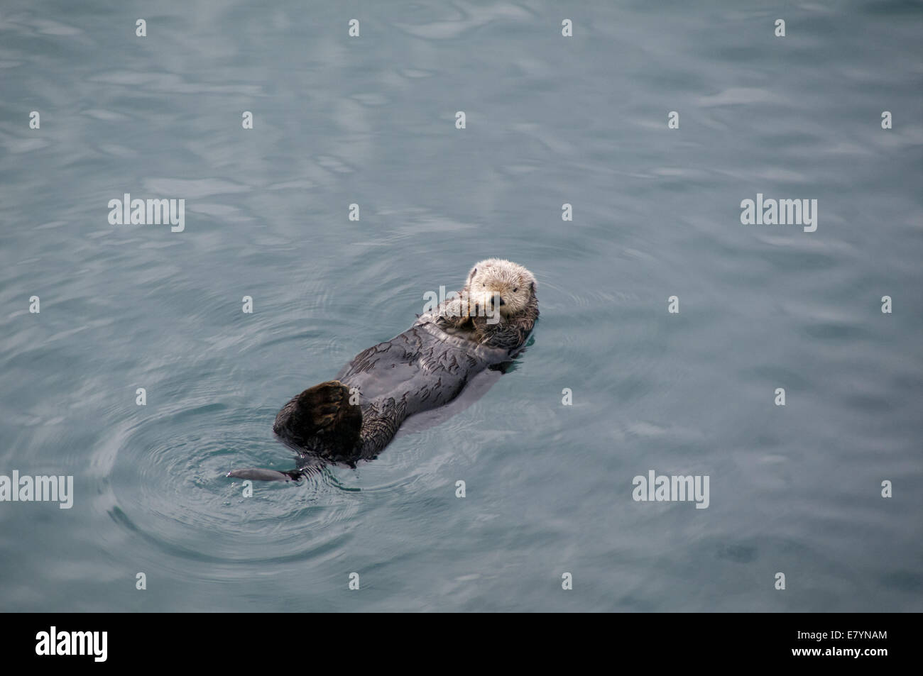 Un Mare del Nord di lontra (Enhydra lutris kenyonii) galleggianti nell'oceano vicino a Seward, Alaska. Foto Stock