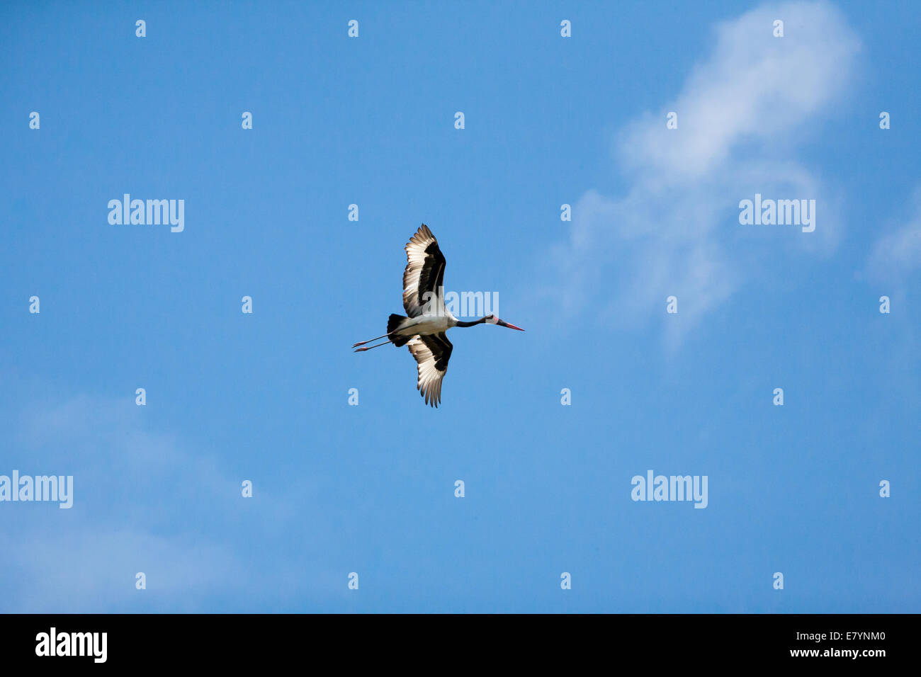 Sella fatturati Stork battenti Foto Stock