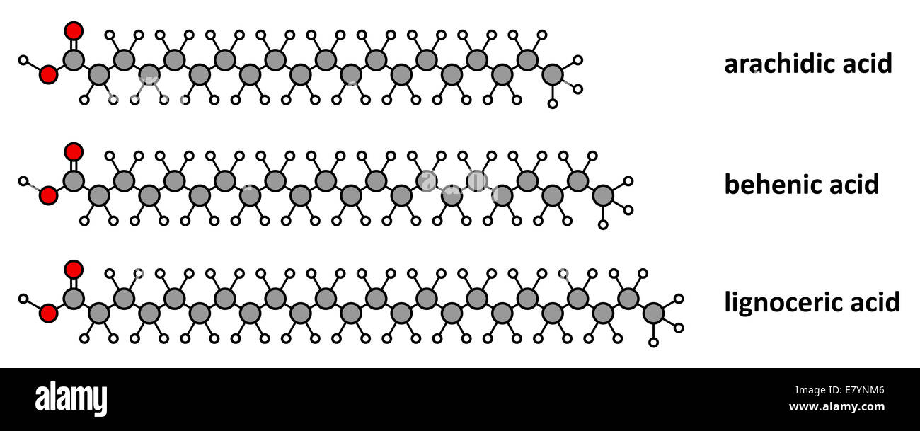 Gli acidi grassi saturi: arachidico, e Beenico Lignocerico acido. Catena lunga acidi grassi saturi. Stilizzata 2D rendering. Foto Stock