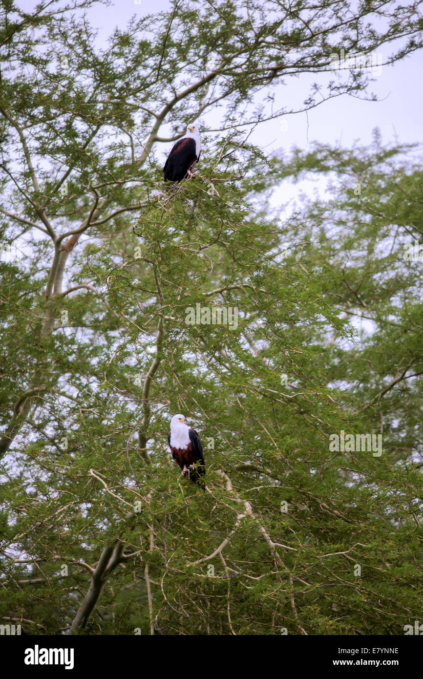 African Fish Eagles rilevamenti topografici della zona Foto Stock