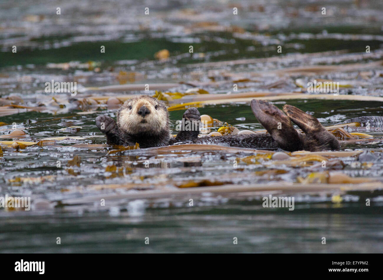 Un Mare del Nord di lontra (Enhydra lutris kenyonii) flottante in un letto di kelp nelle isole Inian, Tongass National Forest, Alaska. Foto Stock