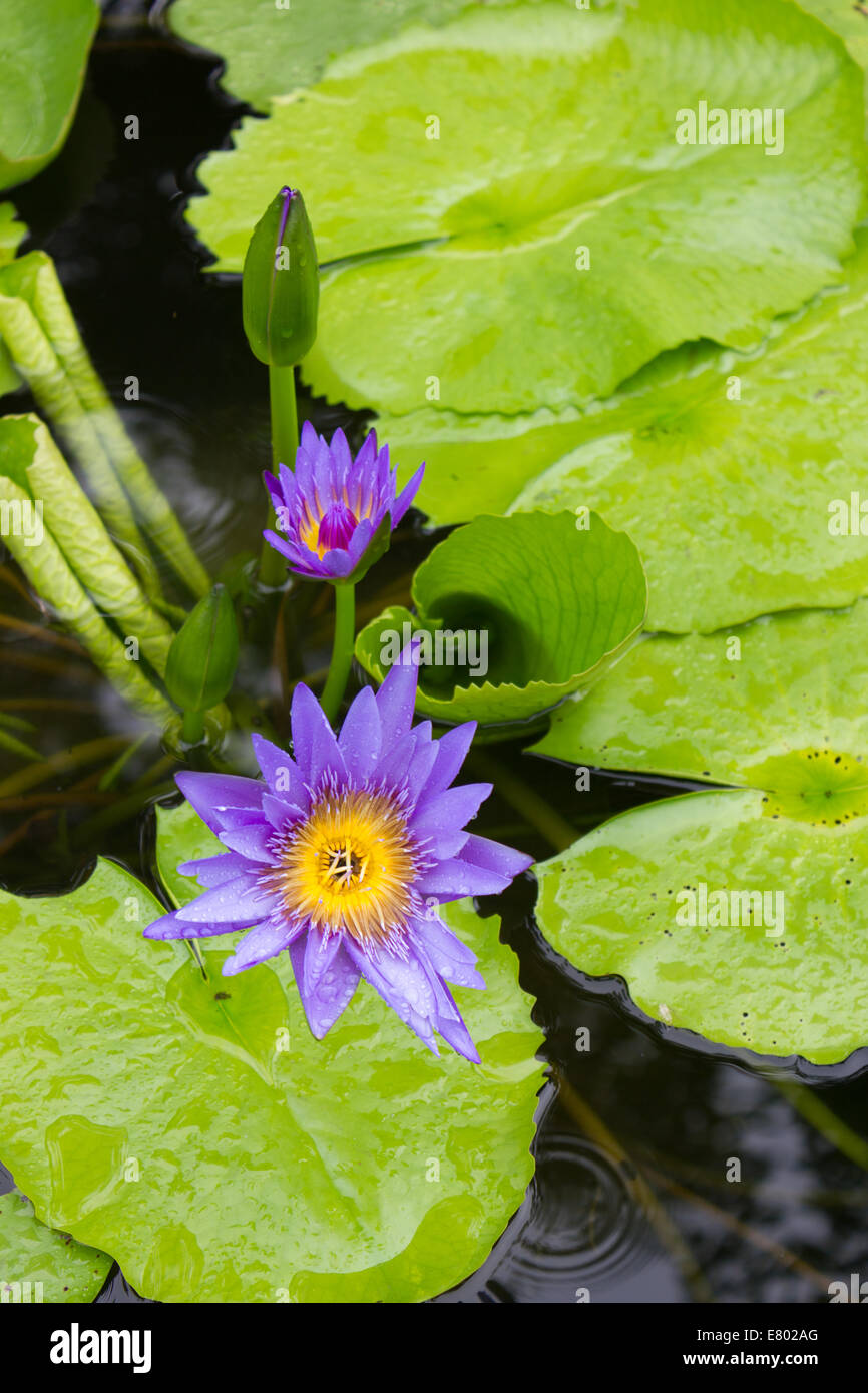 Il Purple lotus dopo la pioggia Foto Stock