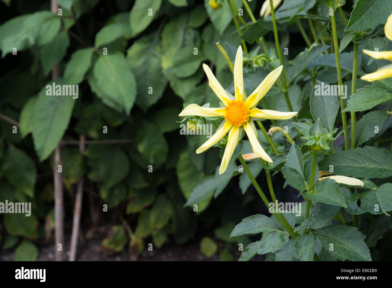 Il giallo Fiore Dahlia Nel verde fogliame Foto Stock