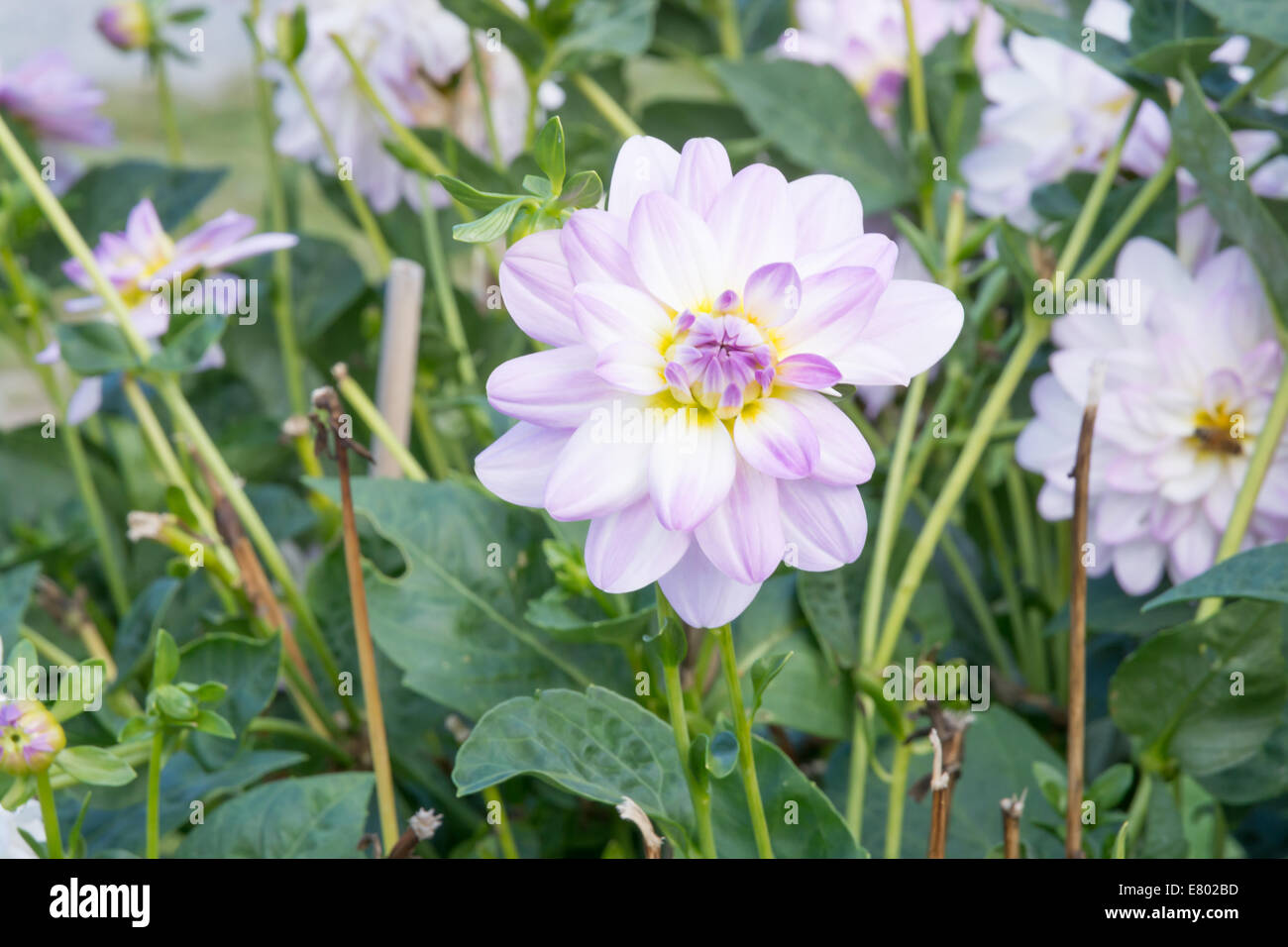 White dalie e foglie verdi in un giardino d'autunno. Foto Stock