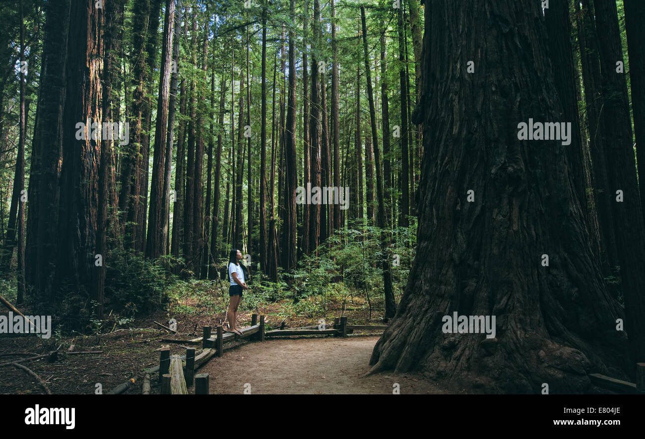 Perdersi nel bosco (Armstrong Redwoods) Foto Stock