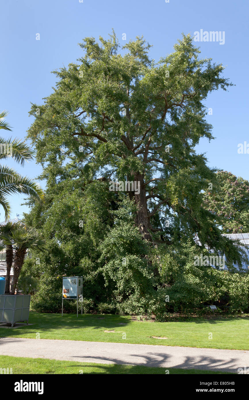 Il Ginkgo biloba albero in Hortus Botanicus di Leiden. Holland Foto Stock