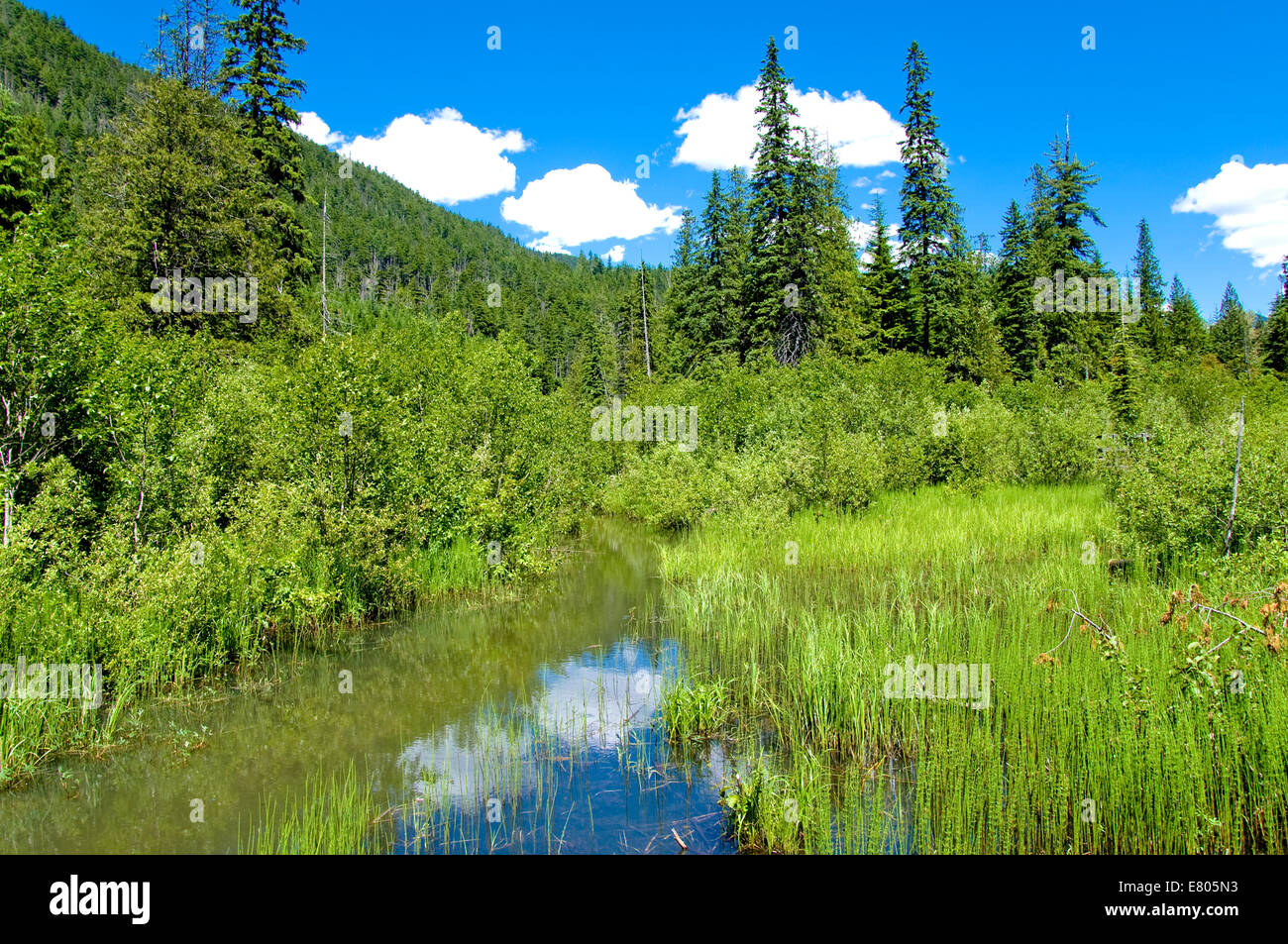 Skunk cavolo Boardwalk, Mount Revelstoke National Park, British Columbia, Canada Foto Stock