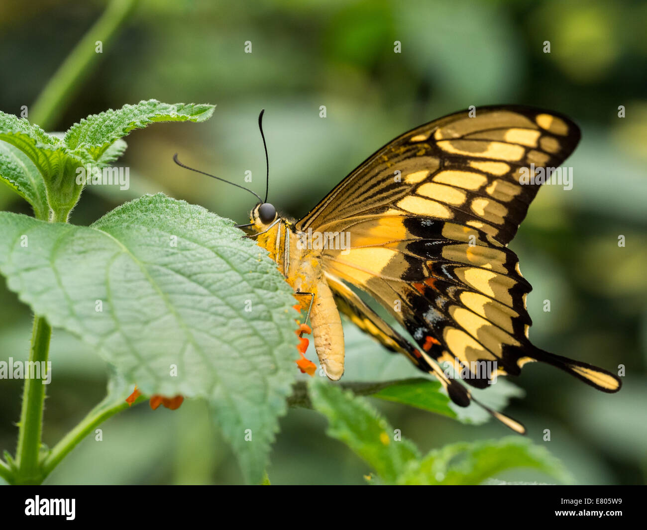 Grande nero e giallo listati butterfly appoggiata su una foglia Foto Stock