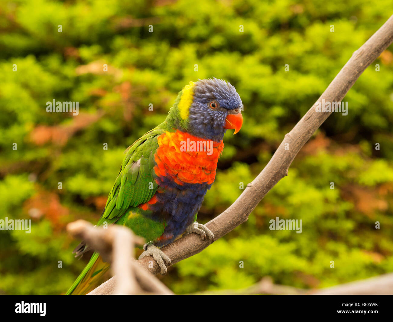 Pappagallo colorato in appoggio su un ramo sottile Foto Stock