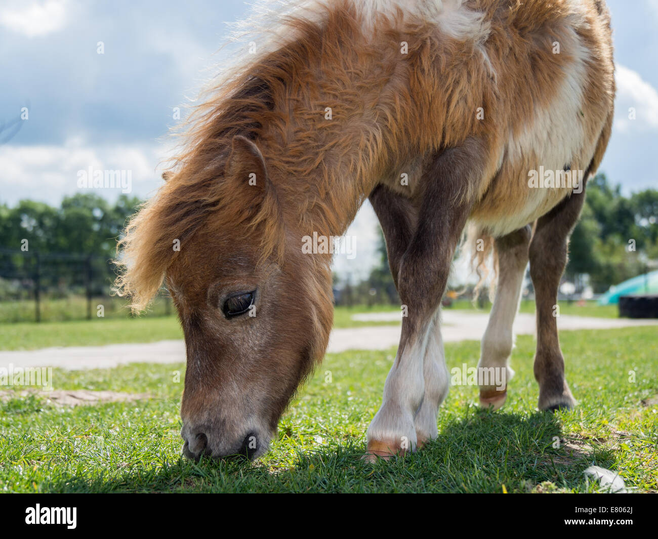 Piccolo pony Shetland mangiare erba in agriturismo Foto Stock