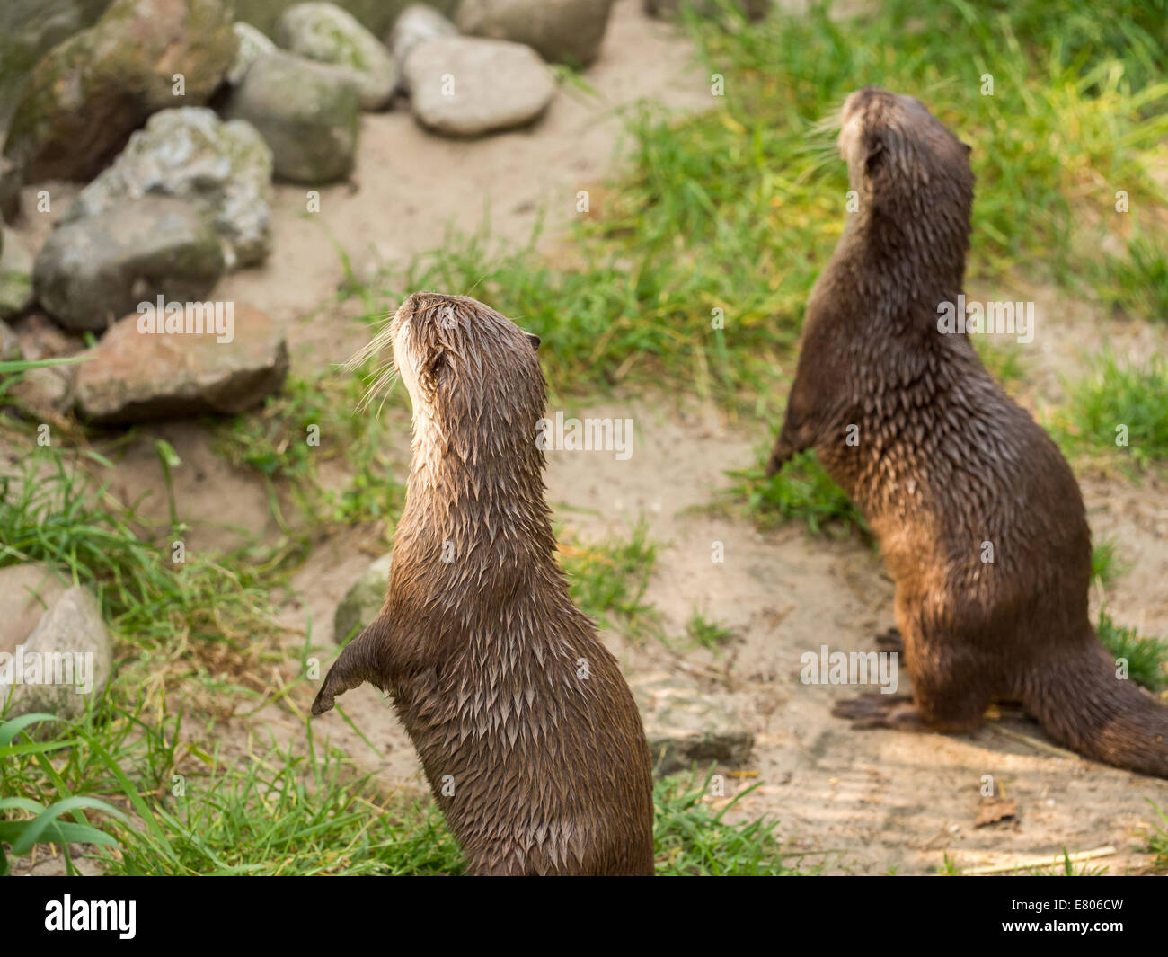 Asian Small-Clawed Otter permanente. Più piccolo al mondo otter Foto Stock