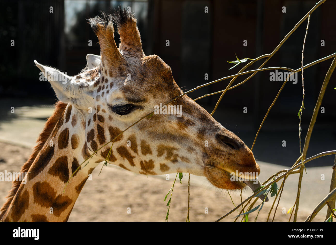 Molto carino il colpo di questo giraafe godendo di un rapido spuntino pomeridiano nel giardino zoologico Foto Stock