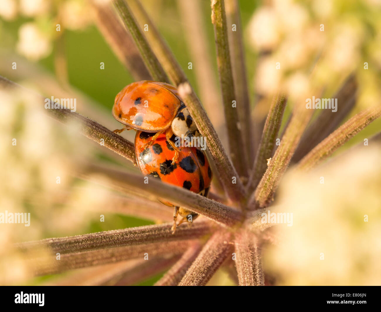 Due coccinelle cercando di trovare un rifugio sicuro a destra nel mezzo di questa bella e tranquilla fiore. Foto Stock