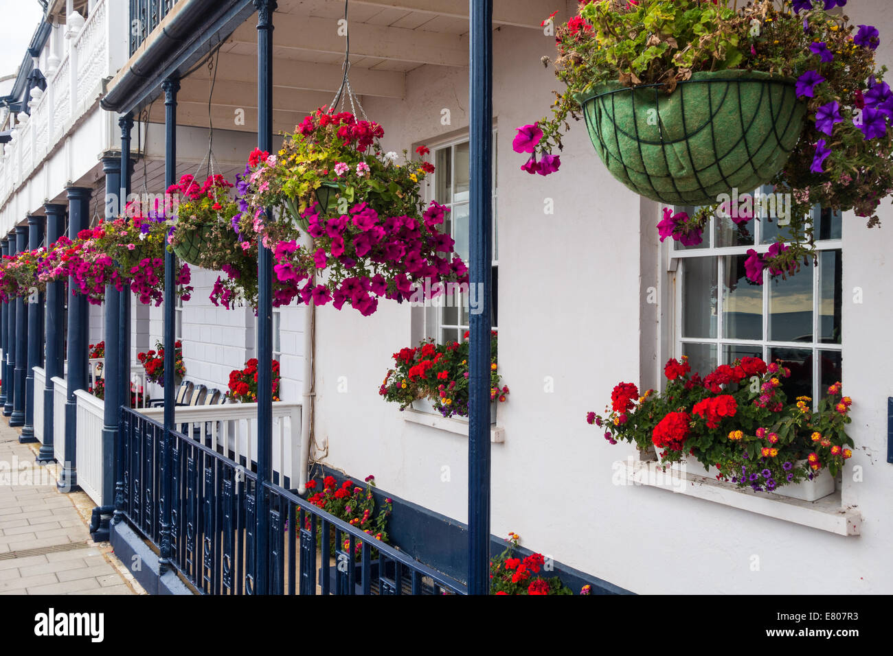 Sidmouth, Devon, Inghilterra. Nei cestini appesi della fioritura rosa e bianco nelle petunie al di fuori di un fronte mare casa in Sidmouth. Foto Stock
