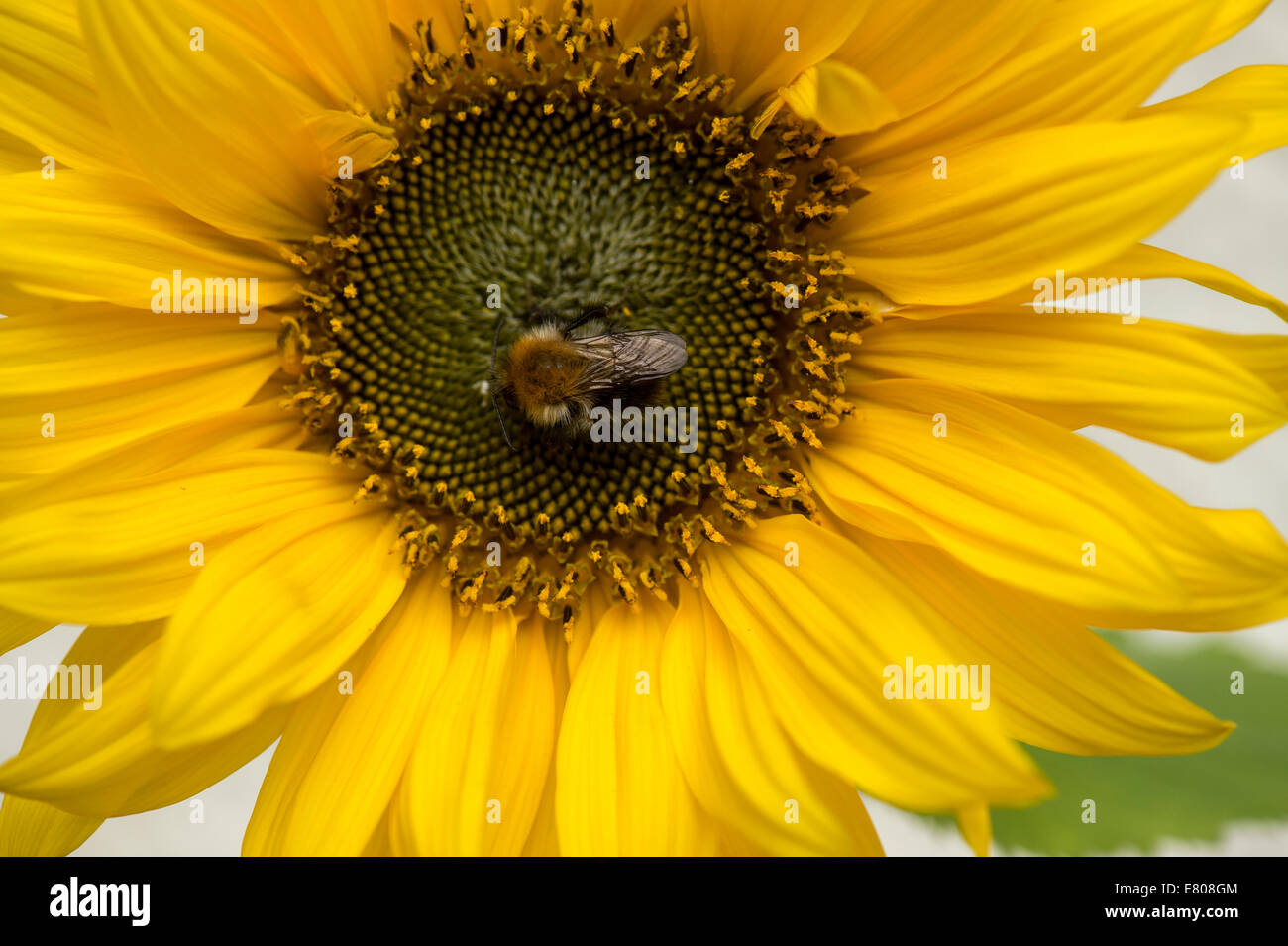 Derry, Londonderry, Irlanda del Nord. Il 27 settembre, 2014. Meteo REGNO UNITO: girasole attrae Bee nel sole autunnale. Bee in cerca di nettare, in autunno sunshine, atterra su un girasole. Credito: George Sweeney/Alamy Live News. Foto Stock