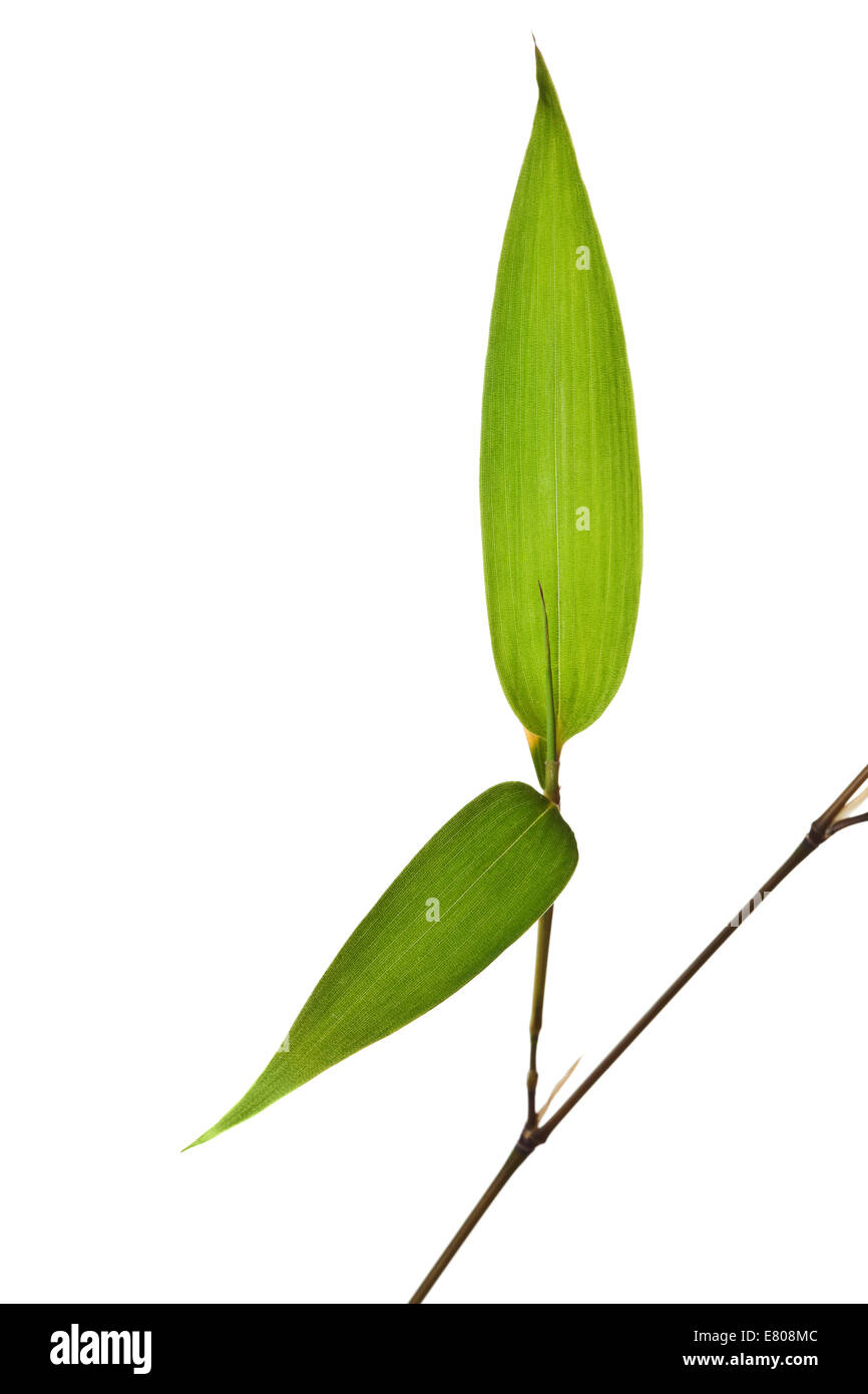Il bambù isolati su sfondo bianco Foto Stock