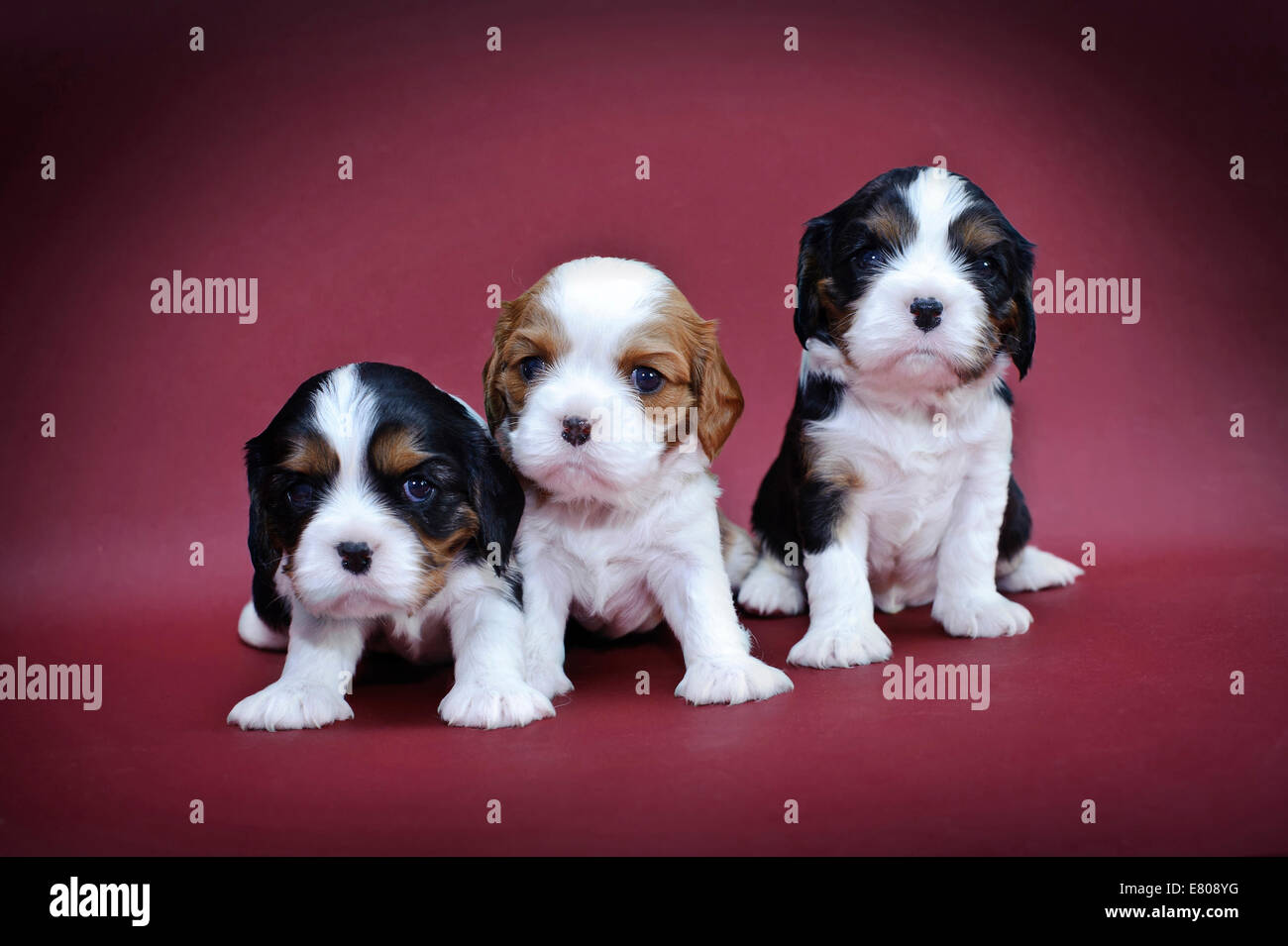 Cavalier King Charles Spaniel cuccioli su sfondo rosso Foto Stock