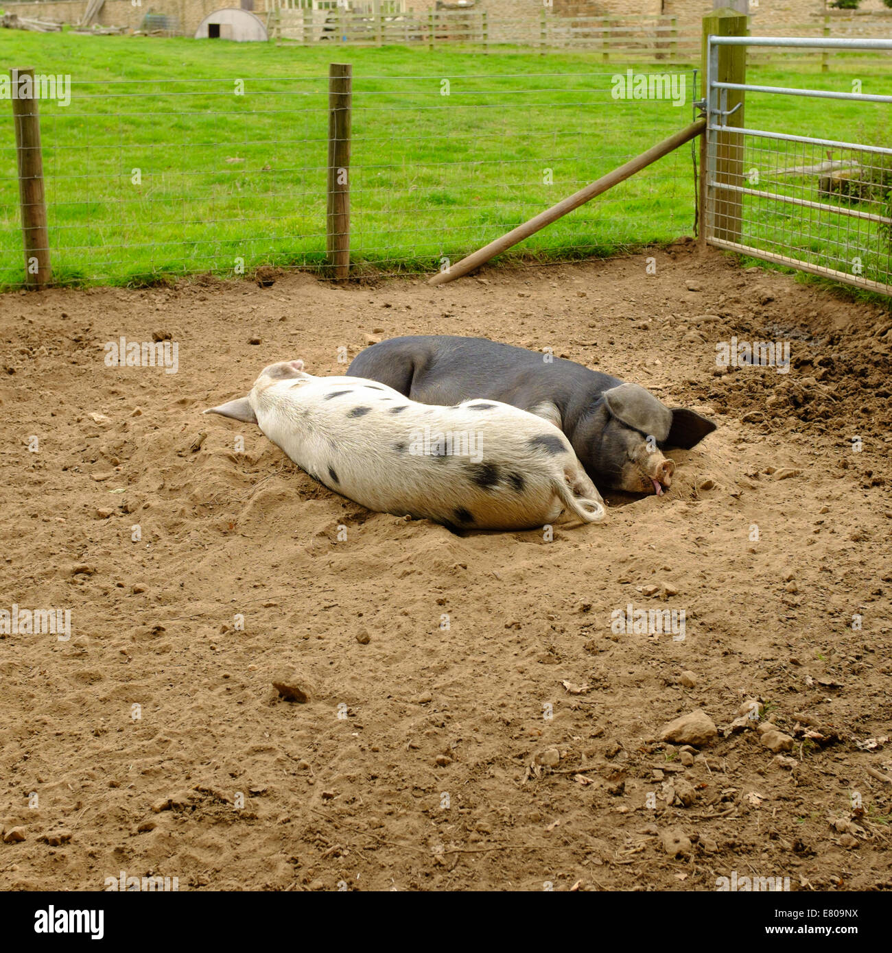 Coppia di suini dormire in una penna di maiale, Inghilterra. Foto Stock